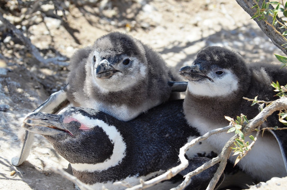 Pinguinkolonie in Patagonien