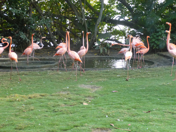 Flamingos in Cartagena