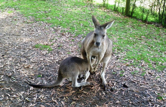 Kreuzfahrt MS Amera AMR154 Phoenix Reisen Weltreise