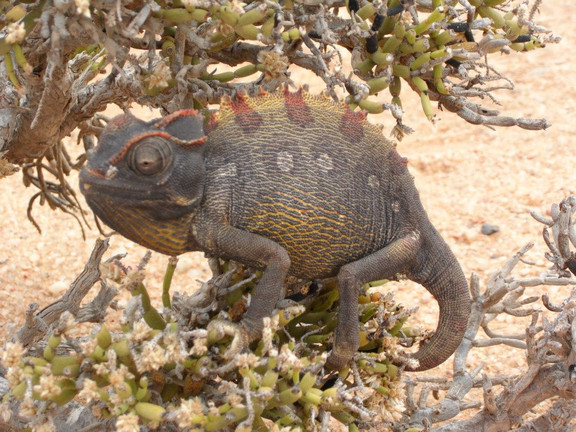 Safari Namibia