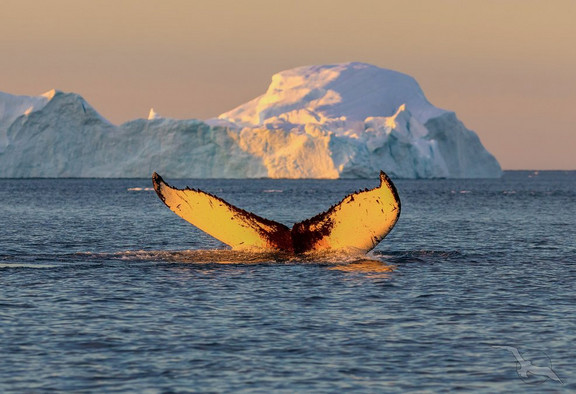 Walflosse im Meer vor einem Eisberg
