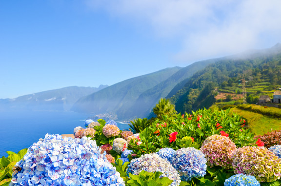 Landschaft mit Blumen auf der Insel Madeira
