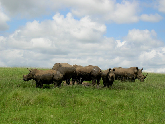 Nashörner in einem Wildpark in Südafrika