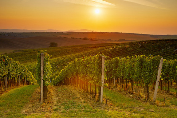 Weingärten bei Sonnenuntergang in Australien
