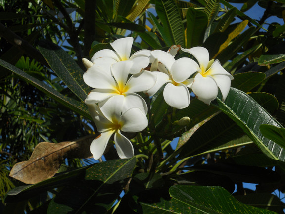Tiare Nationalblume von Tahiti