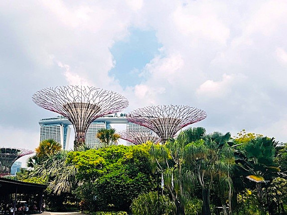 Super Trees in den Gardens by the bay Singapur