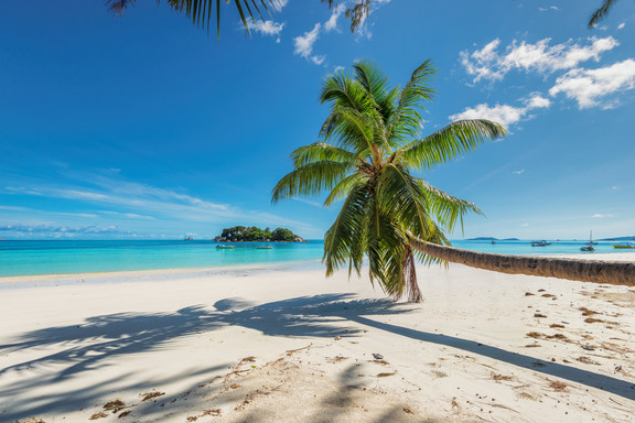 Strandpanorama mit Palme auf Jamaika