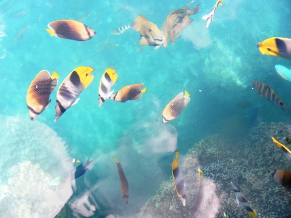 Fische in der Südsee