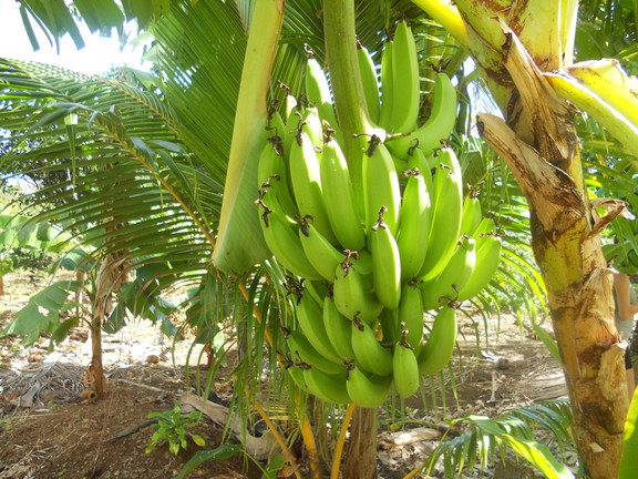 Bananenbaum
