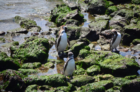 Pinguinkolonie in der Nähe von Puerto Madryn