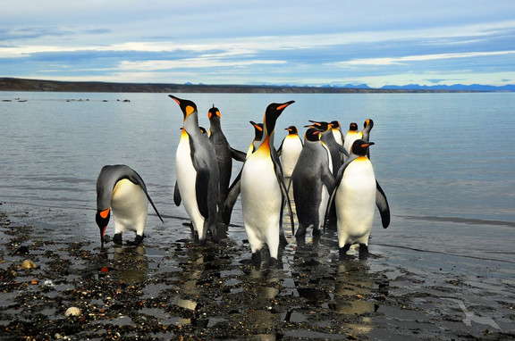 Pinguine in einer Kolonie in Patagonien