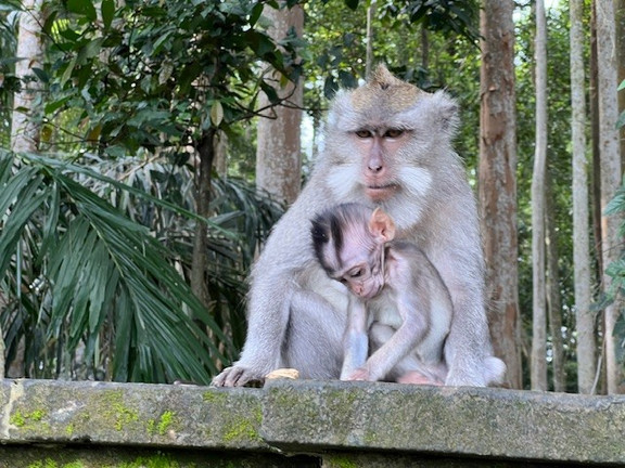 Monkey Forest auf Bali