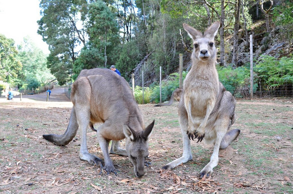 Kängurus in Australien