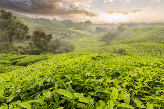 Teeplantage auf Sri Lanka