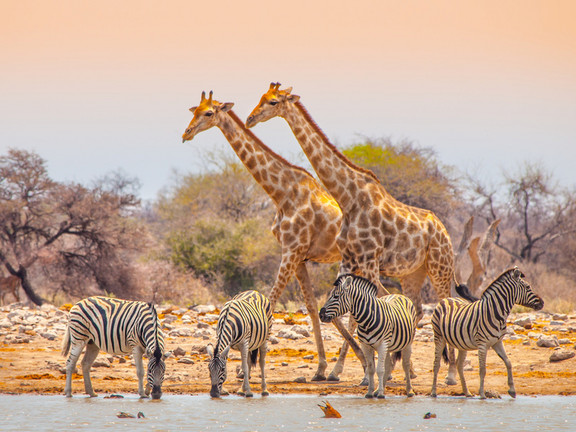 Giraffen und Zebras in Namibia