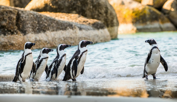 Pinguine in Kapstadt