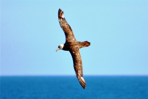 Albatros am Kap Hoorn