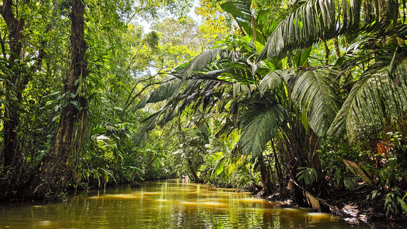 Costa Rica Junglefahrt per Boot