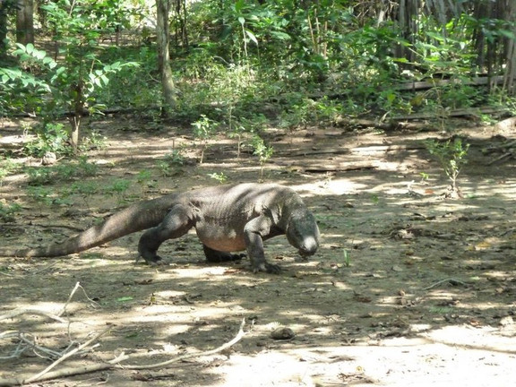 Komodoren