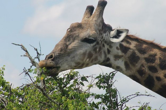 Das Beste im Indischen Ozean mit MS Amadea Giraffe während einer Safari