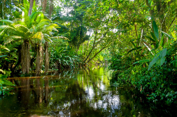 Yasuni Jungle in Ecuador