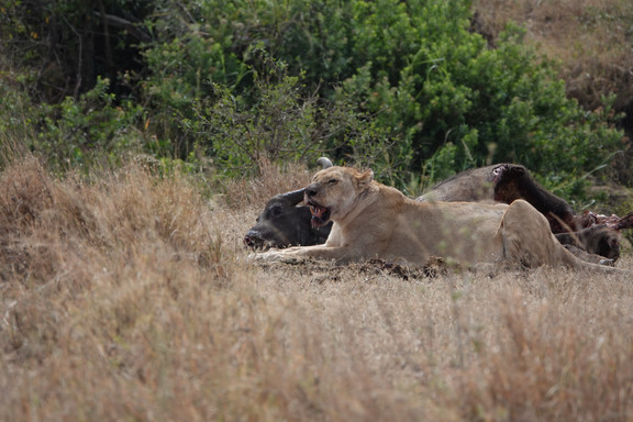Löwing mit Beute in der Savanna