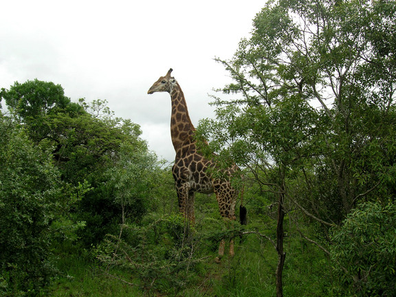 Giraffensichtung während der Safari