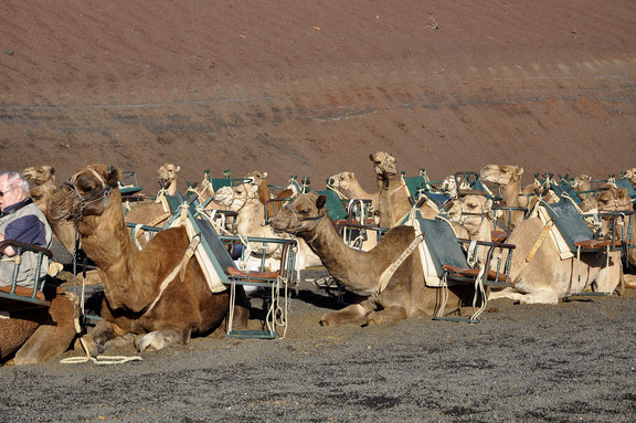 Kamel reiten auf Südlanzarote