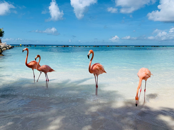 Flamingos auf Aruba