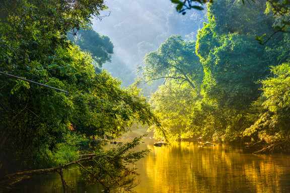 Amazonas Regenwald