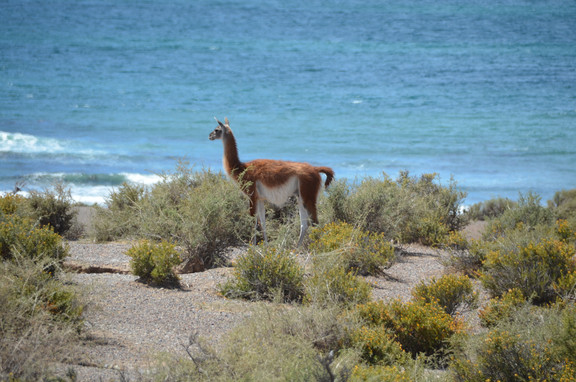 Guanakos in Puerto Madryn