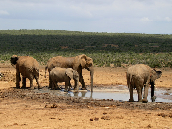 East London/Elefanten im Addo Nationalpark