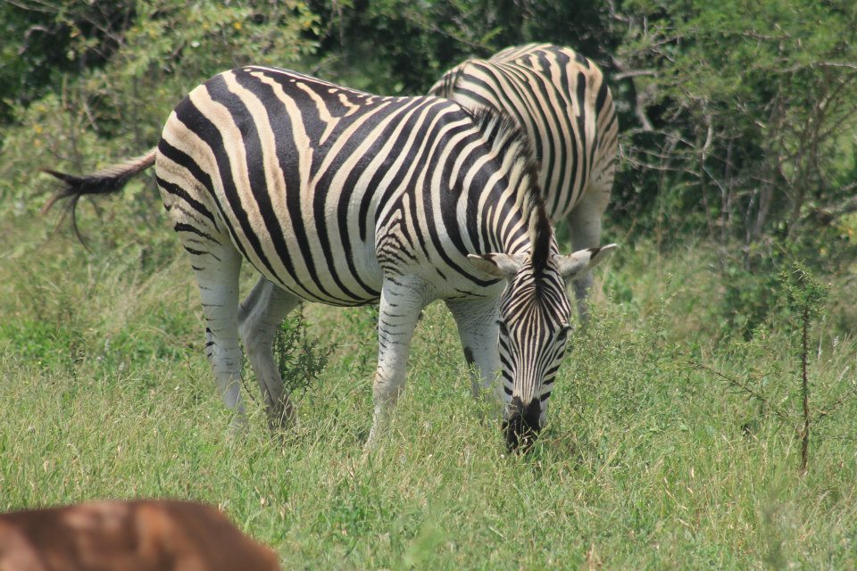 Phoenix Reisen Afrika